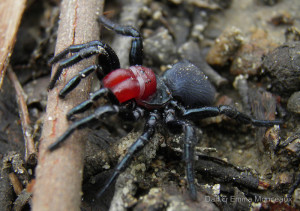 Red Headed Mouse Spider