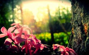 Sunny Spring Day Wallpaper...