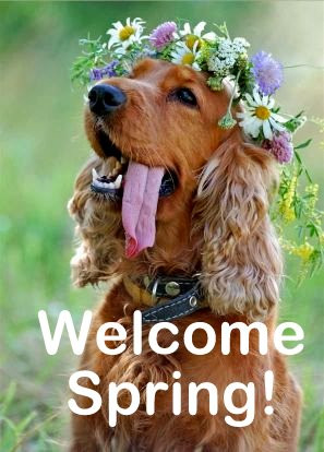 Welcome spring – Funny dog image