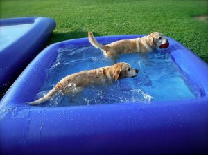 the ultimate dog pool an inflatable pool designed for dogs made of ...