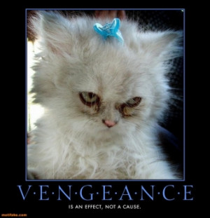 Angry cats, annoyed cats - never mess with them!
