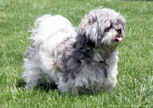 Very Nice Pictures Shih Tzu