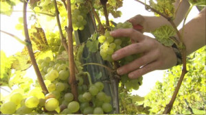 HD Grape Harvest / Spiez / Switzerland – Stock Video # 536-192-988