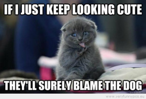 Funny Picture - If i just keep looking cute theyll surely blame the ...