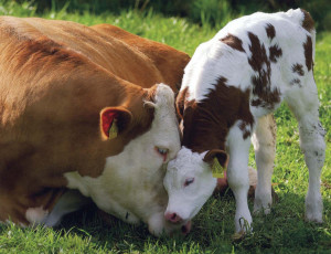 loving mother cow and her calf