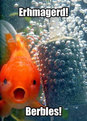30 Funny animal captions - part 19 (30 pics), funny goldfish ith ...