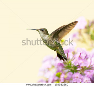 female ruby throated hummingbird (archilochus colubris) in motion in ...