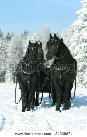 Horse Winter Belgian Draft