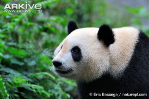 giant panda paw