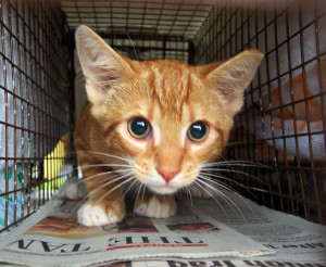 ... handle them. Trap-Neuter-Return programs are usually the best option