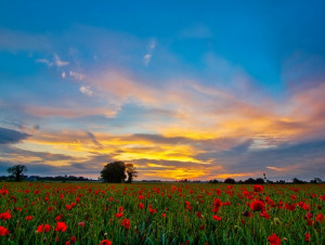 ... , Fields Sunsets, Middle America, Vibrant Colors, Cloud, Poppy Fields