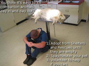 In this scenario, one shelter going no-kill has had disastrous ...
