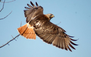 Red tailedTakesOff1c Red Tailed Hawk