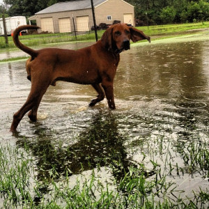 All About Redbone Coonhounds