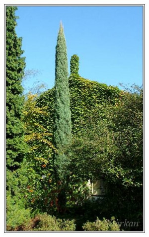 Owiec Skalny Quot Skyrocket...