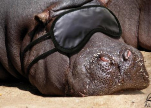 Funny hippo