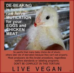 Eggs and chicken recipes aren't worth it.