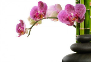 pink-orchid-thumbnew.jpg