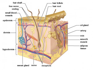labeled cross section of skin
