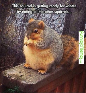 Funny Memes – [This Squirrel Is Getting Ready For Winter..]