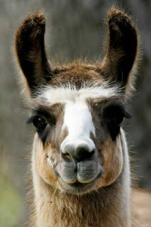 Quote: Winston Churchill