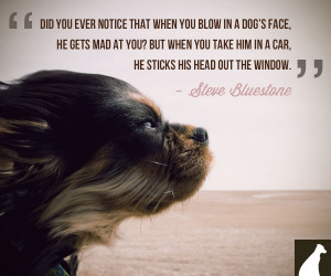 Dog And Cat Friends Quotes Steve Bluestone dog quote