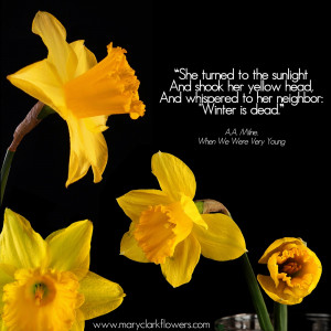 Yellow daffodils on black background with quote from A.A Milne's, When ...