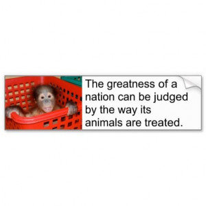 Motivational Gandhi Animal Quote Bumper Stickers
