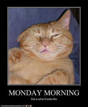 Name: Cat-Monday+Morning+Funny+Photo.jpgViews: 15099Size: 30.6 KB