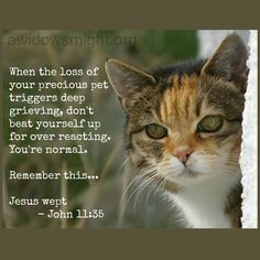 and discernment over tears for the cat vs tears for her husband ...