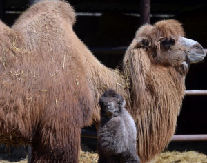 Animal Photos Camel Hump Day