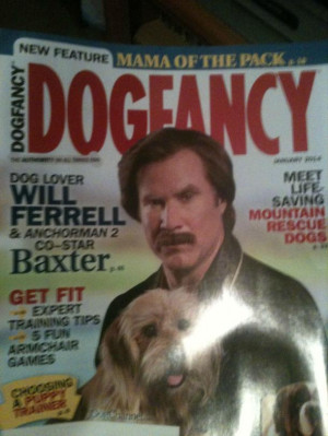Baxter Ron Burgundy Dog