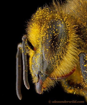 ... Pollen, Westerns Honey, Seasons Workers, Abeil Pollen, Early Seasons