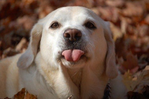 animals sticking out their tongues | Dog Sticks His Tongue Out ...