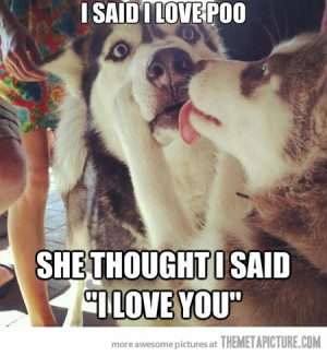 Funny photos funny husky dogs kissing