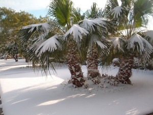 Protecting Your Palm Tree from Cold Weather