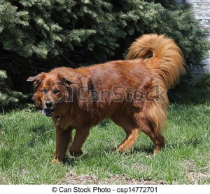 small brown fluffy dog