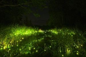 500 LEDs Resemble Glowing Fireflies at Night - My Modern Metropolis
