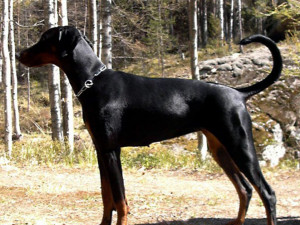 12 dog breeds for personal amp home protection