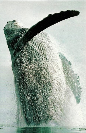 humpback whale breaches off of Alaska’s Admiralty Island: Alaska ...