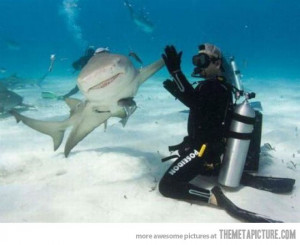 funny shark high five