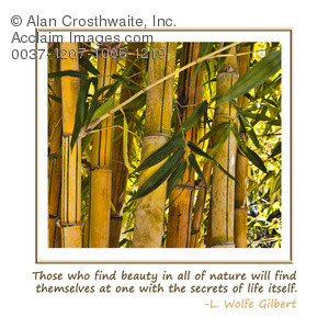 Stock Photo of Bamboo Forest and L. Wolfe Gilbert - Poster Art Prints