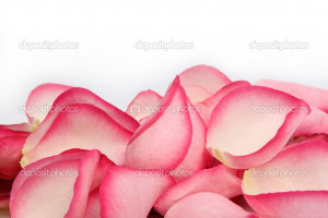Rose Petals Falling Stock