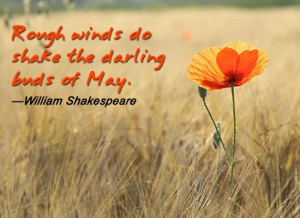 quotes and sayings on may