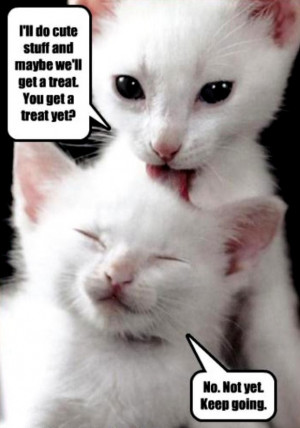 Funny Animal Quotes About Life: Funny Quotes About Life And The ...