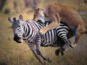 ... Sleeping Lion Catches No Zebra - Sales, Success & Motivational Quotes