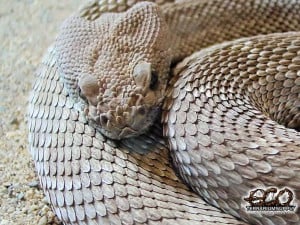 rattle snakes wallpapers quotes blogs