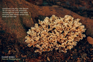 mushrooms growing below the trunk of a tree the sight was so beautiful ...