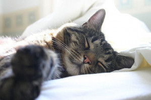 Hogs the bed | 25 Things Cats Do That Will Make You Believe They’re ...