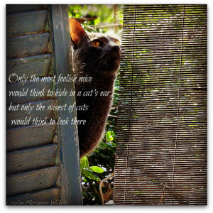 Man Cat Monday Photo Quotes
